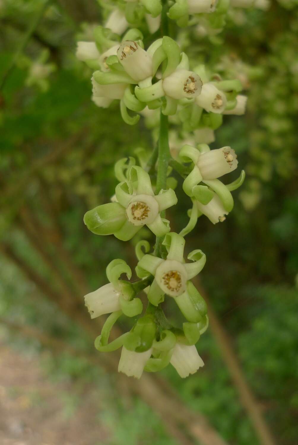 Слика од Dysoxylum spectabile (Forst. fil.) Hook. fil.