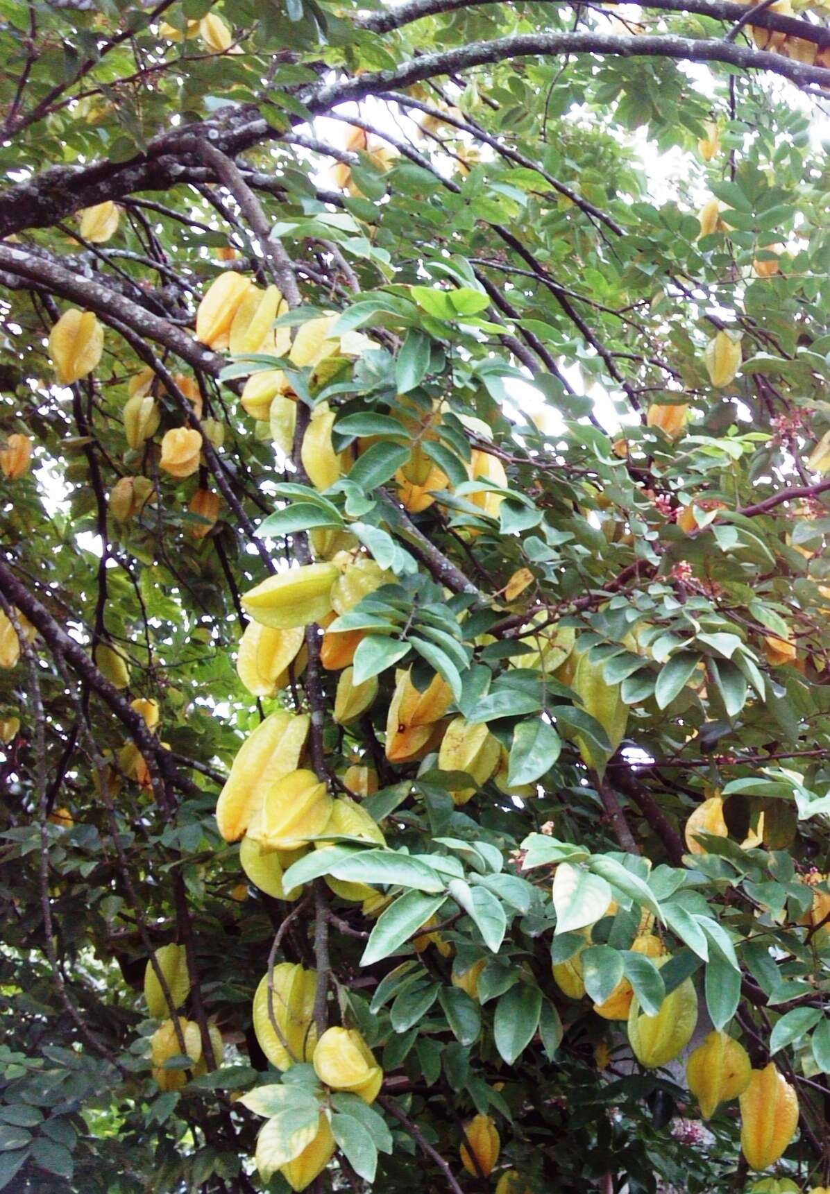 Plancia ëd Averrhoa carambola L.