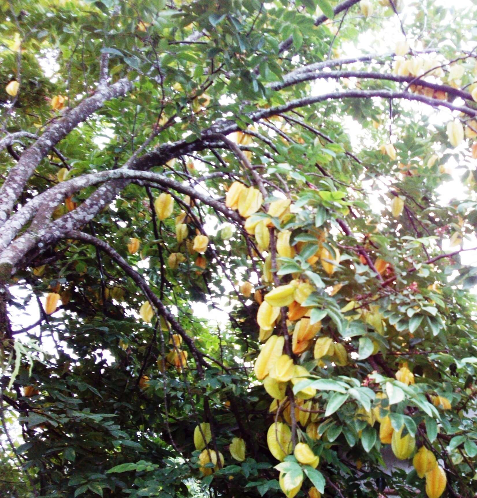 Image of carambola