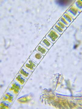 صورة Hyalotheca mucosa