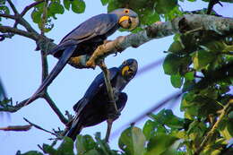 Image of Hyacinth Macaw