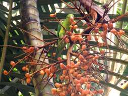 Image of Plain Parakeet