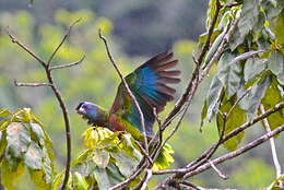 Image of Saint Lucia Amazon