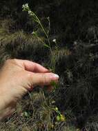 Plancia ëd Arabidopsis halleri subsp. halleri