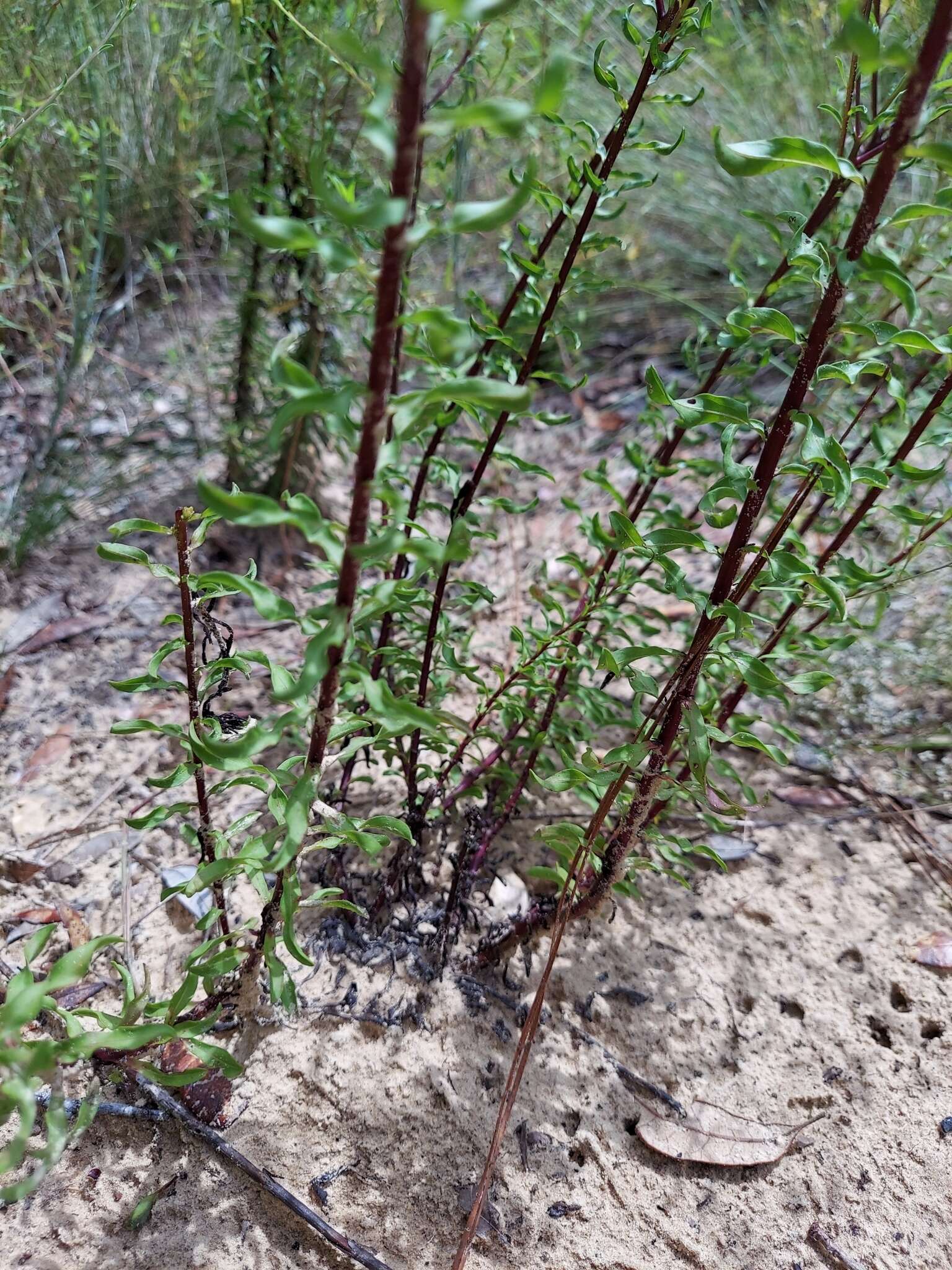 صورة Chrysopsis linearifolia var. dressii (Semple) D. B. Ward