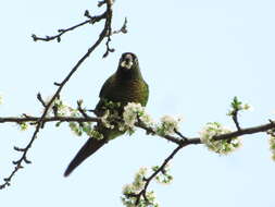 Image of Maroon-bellied Parakeet