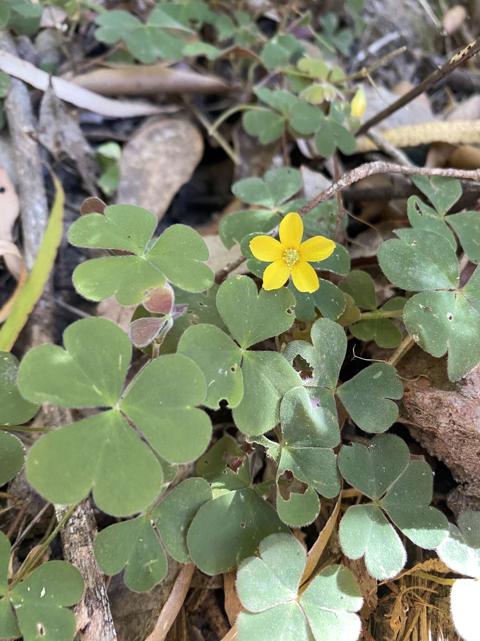 Image of Oxalis chnoodes A. Lourteig