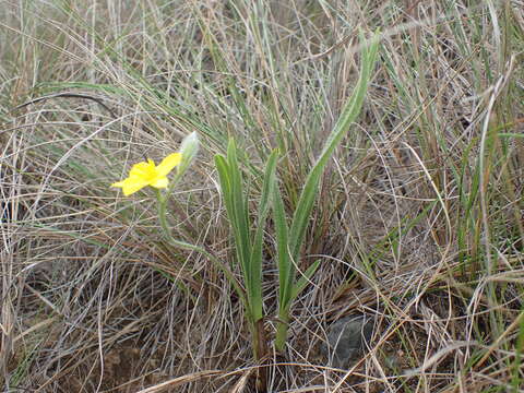 Image of Hypoxis acuminata Baker