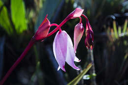 Image of Heliamphora nutans Benth.