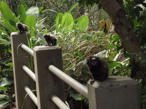 Image of Buffy Tufted-ear Marmoset