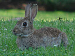 Image of Oryctolagus Lilljeborg 1873