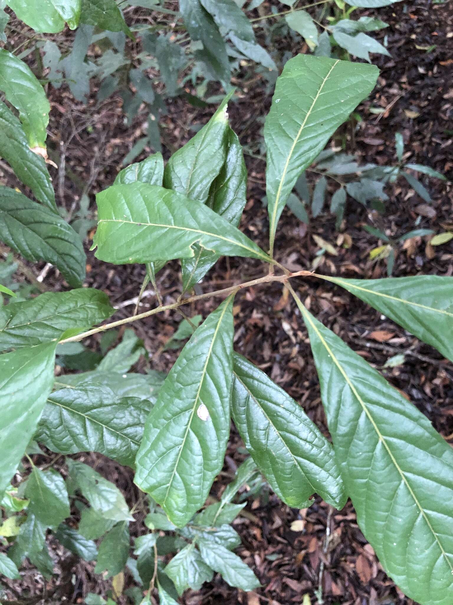 Plancia ëd Meliosma callicarpifolia Hayata