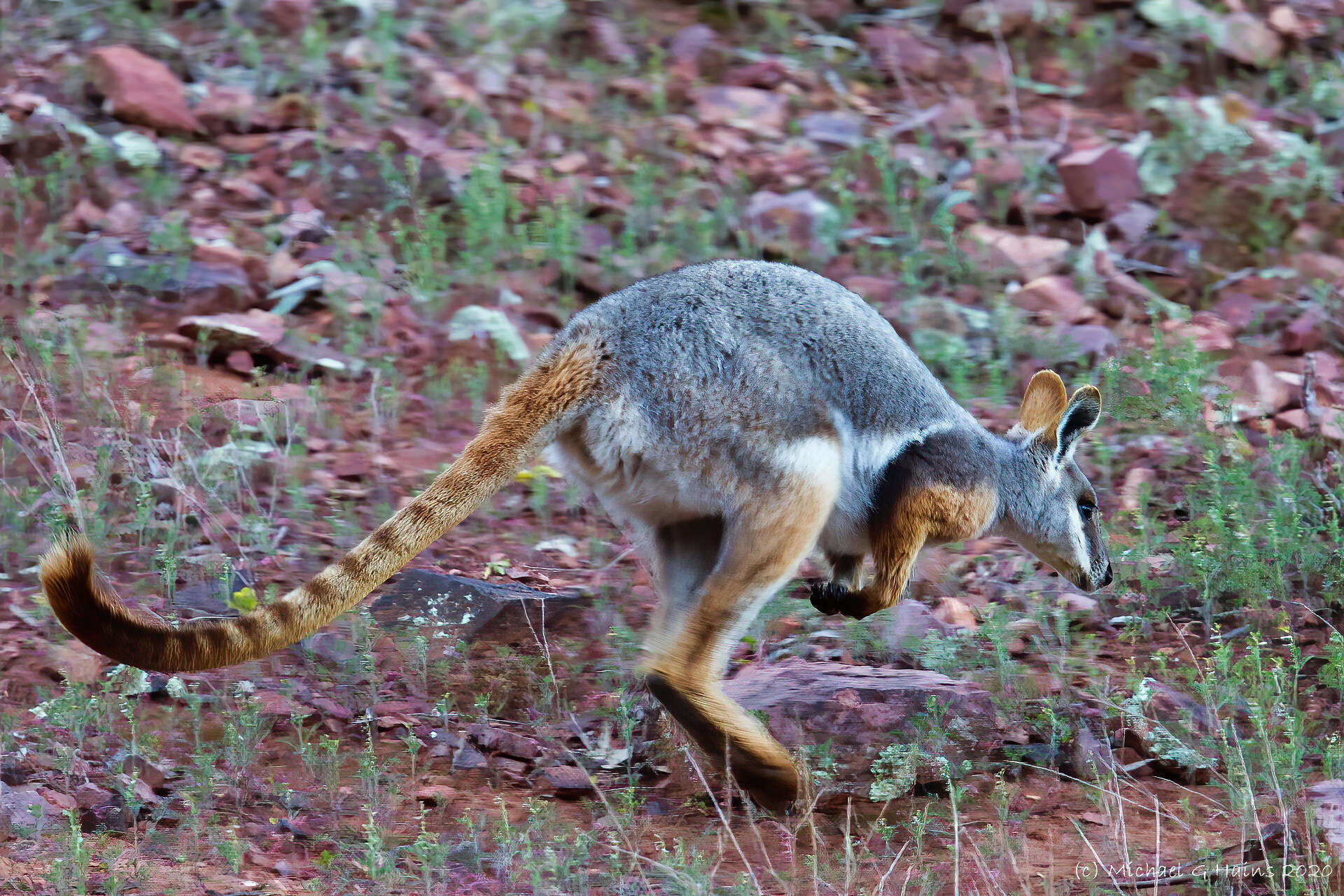 Image of Ring-tailed Rock Wallaby