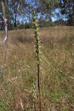 Imagem de Prasophyllum hygrophilum D. L. Jones & D. T. Rouse