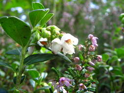 Image of lingonberry