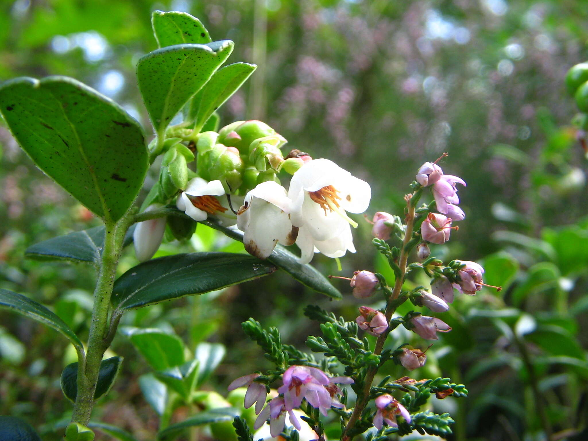 Image of lingonberry