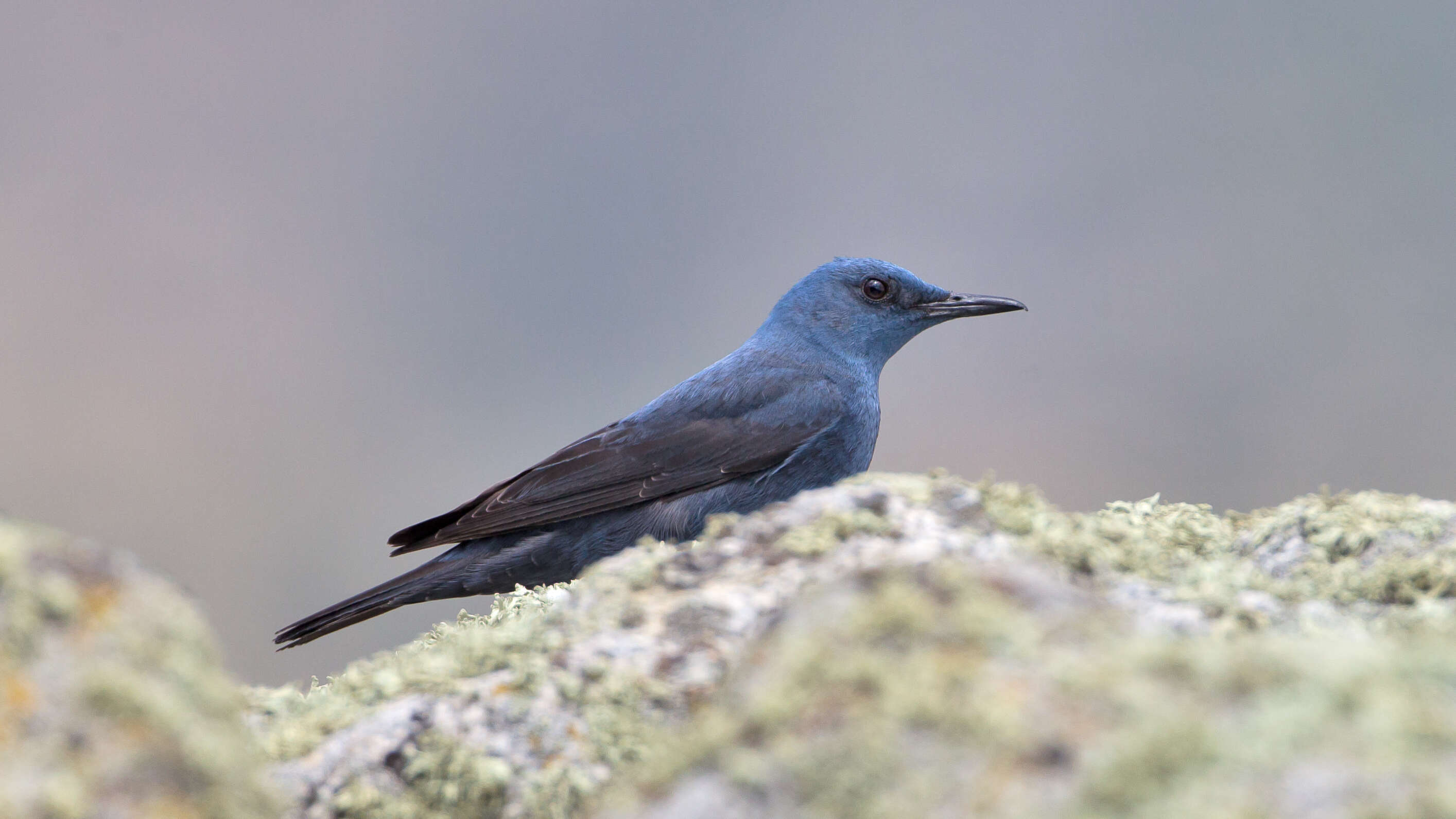 Plancia ëd Monticola solitarius (Linnaeus 1758)