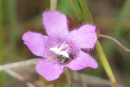 Image of coastal plain false foxglove