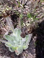 Plantago nivalis Boiss.的圖片