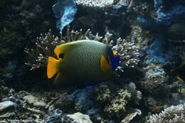 Image of Blue-face Angelfish