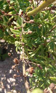 Image de Scrophularia sublyrata Brot.