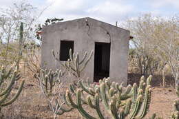 Plancia ëd Pilosocereus polygonus (Lam.) Byles & G. D. Rowley