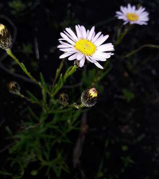 Image of Athrixia heterophylla subsp. heterophylla