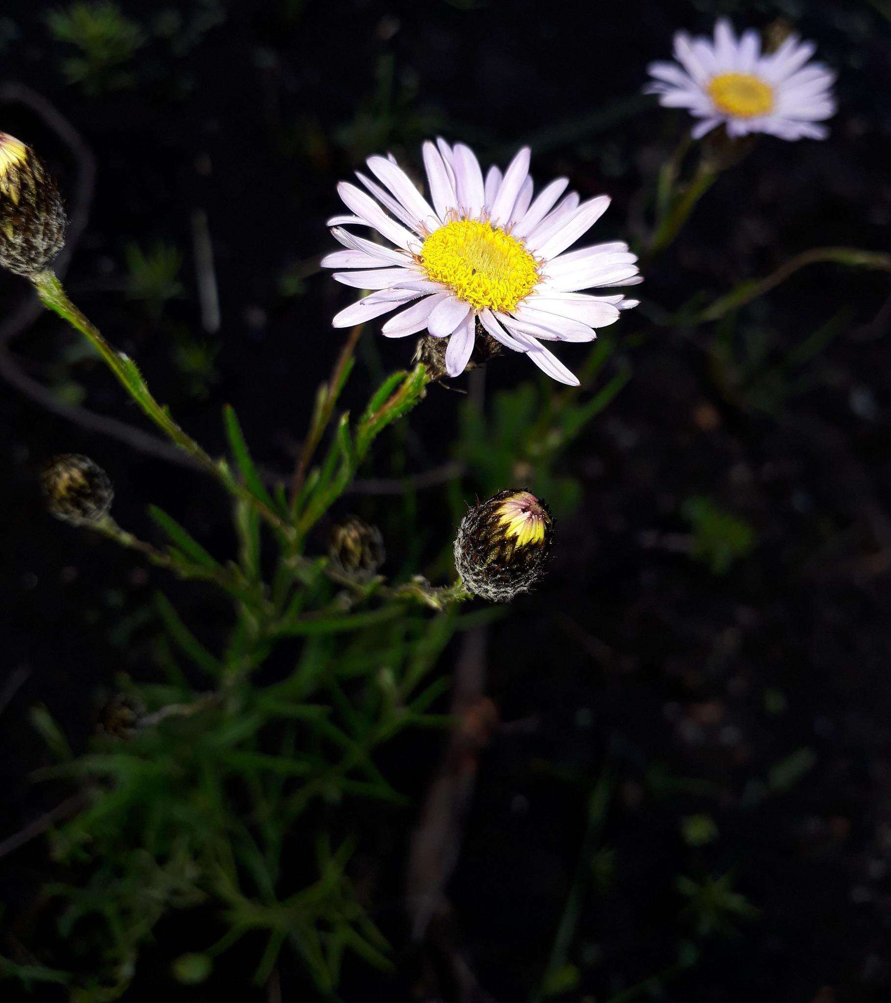 Athrixia heterophylla subsp. heterophylla resmi