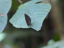 Image of Arhopala pseudomuta Staudinger 1889