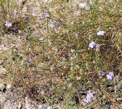 Image of Arnocrinum preisii Lehm.