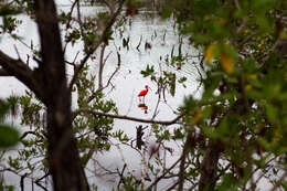 Image of Scarlet Ibis