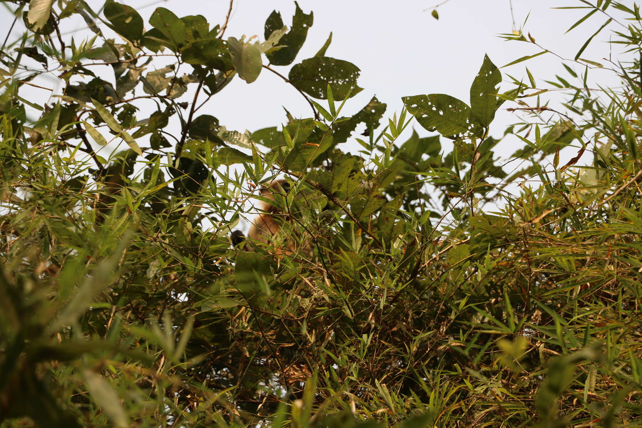 Image of Dussumier's Malabar Langur