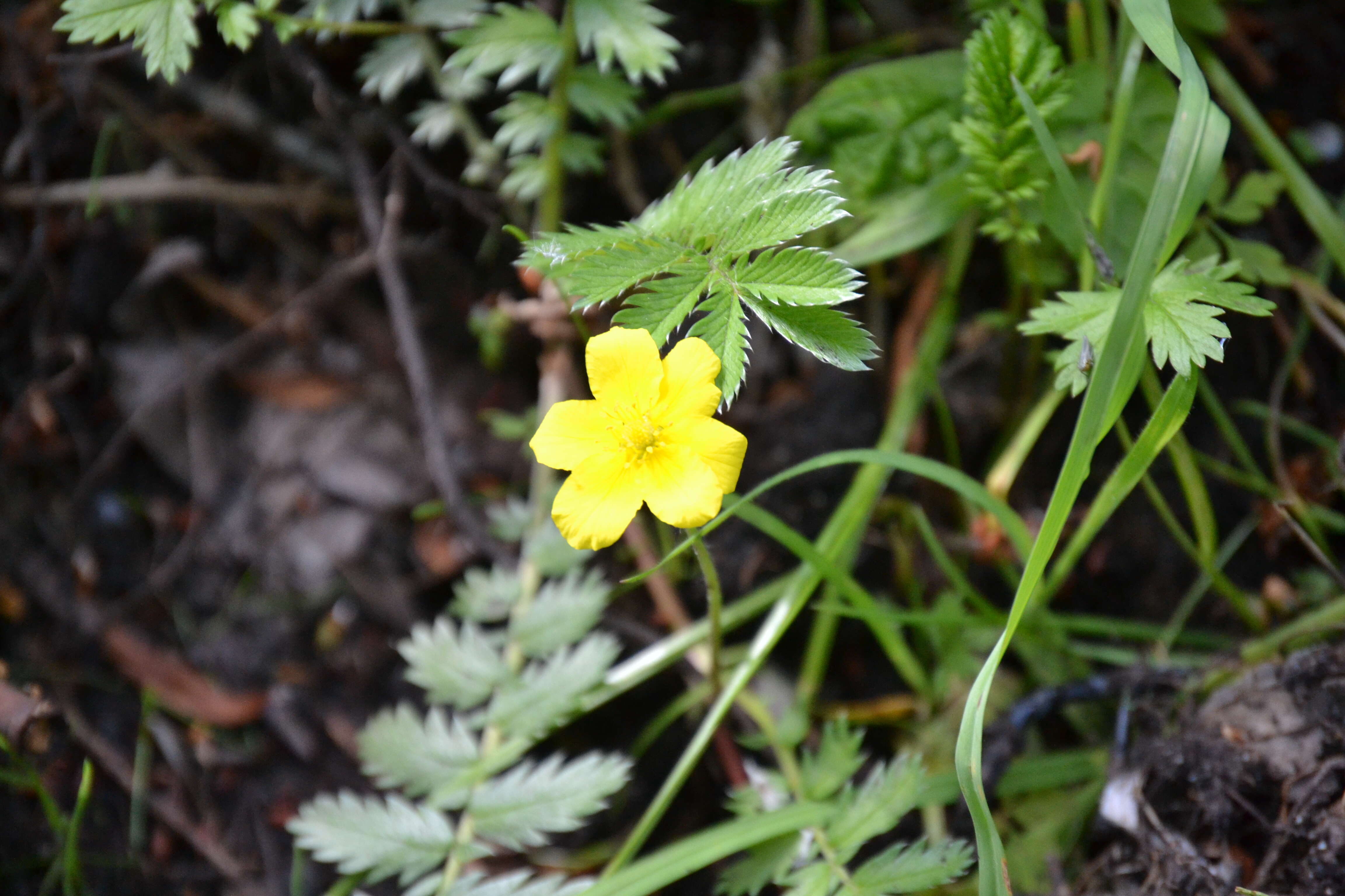 Image of silverweed cinquefoil