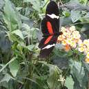 Image de Heliconius clysonymus Latreille 1817