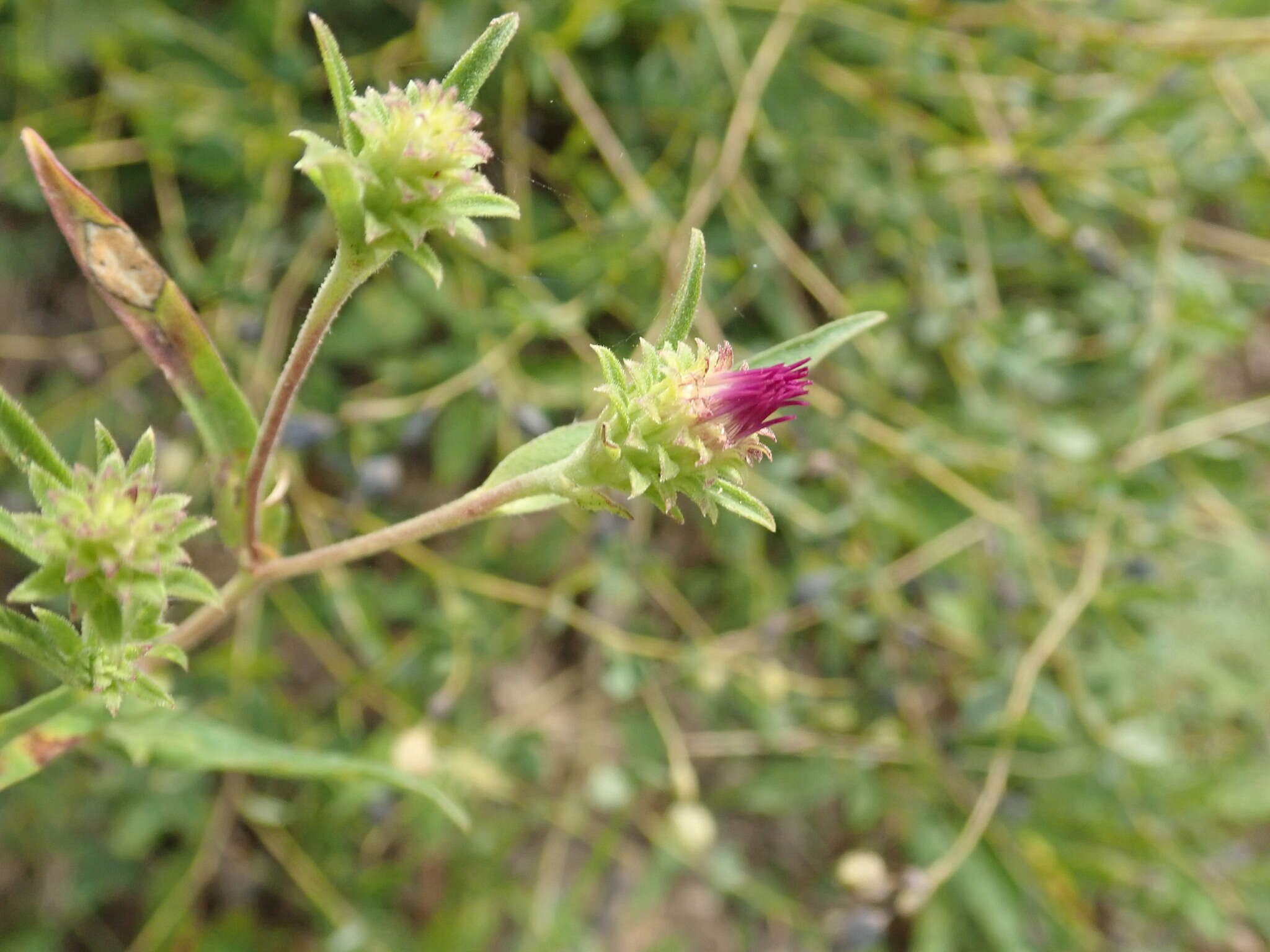 Image of eastern showy aster