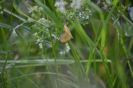 Plancia ëd Camptogramma bilineata