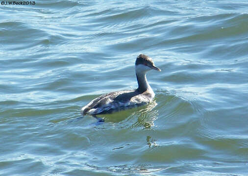 Image of Podiceps Latham 1787