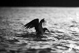 Image of Brown Booby