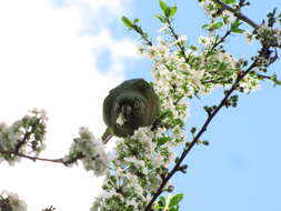 Image of Maroon-bellied Parakeet