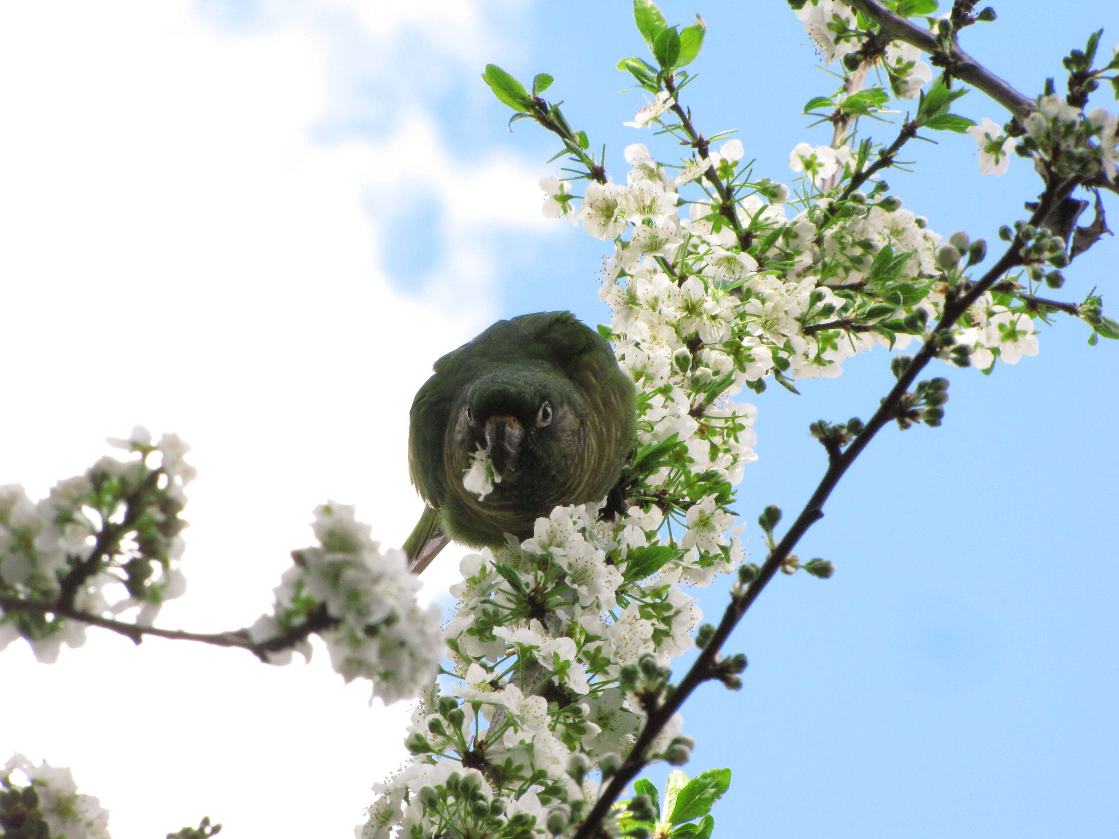 Image of Maroon-bellied Parakeet