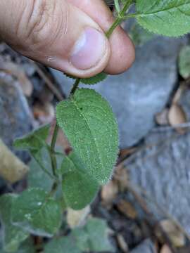 Image of shortspike hedgenettle