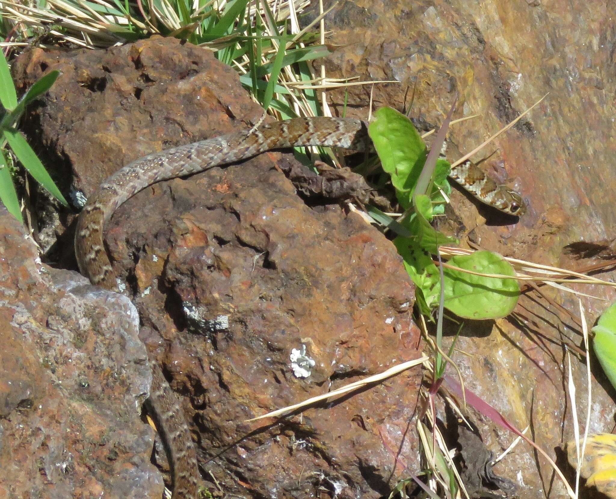 Слика од Erythrolamprus almadensis (Wagler 1824)