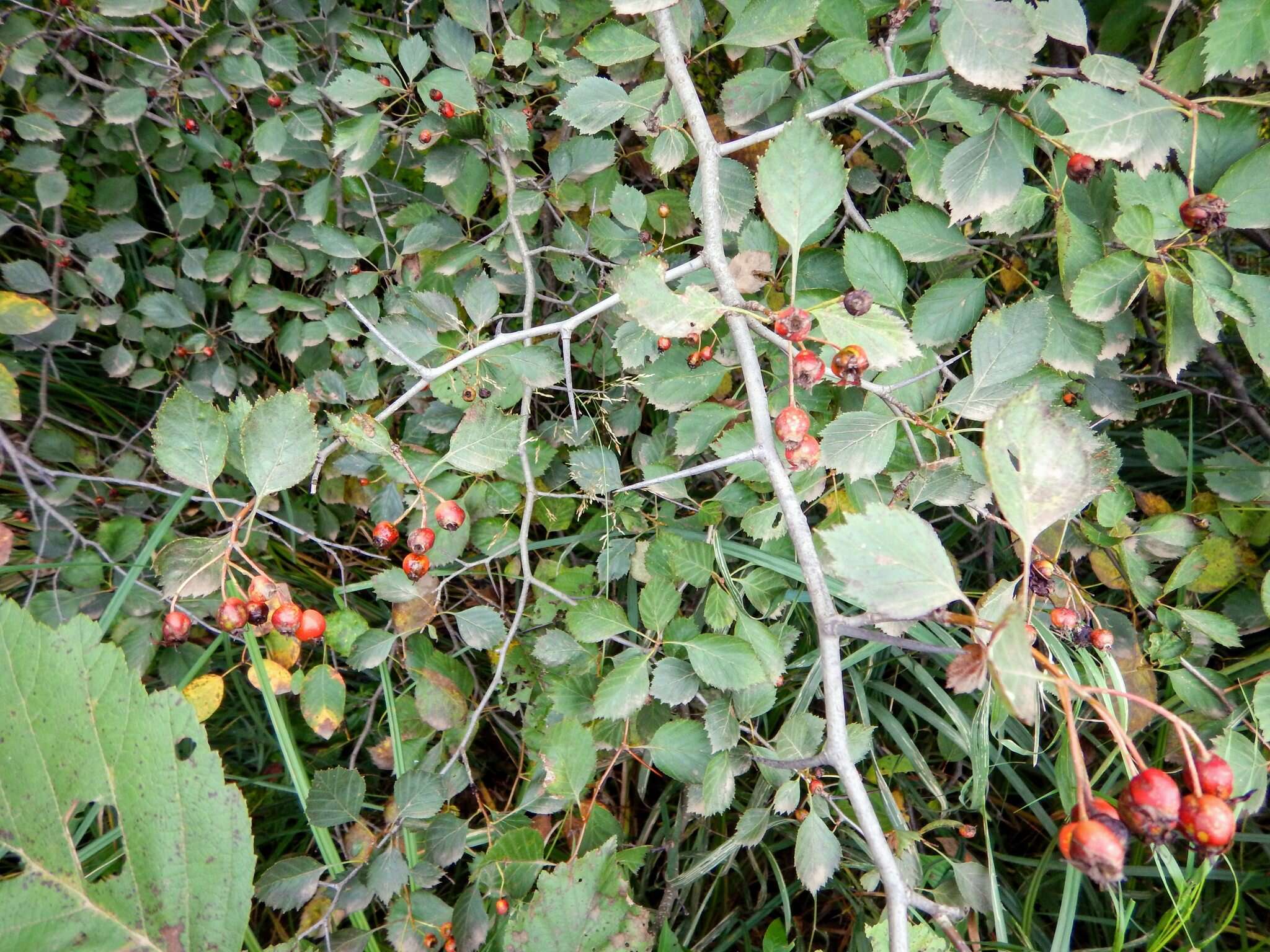 Слика од Crataegus chrysocarpa Ashe