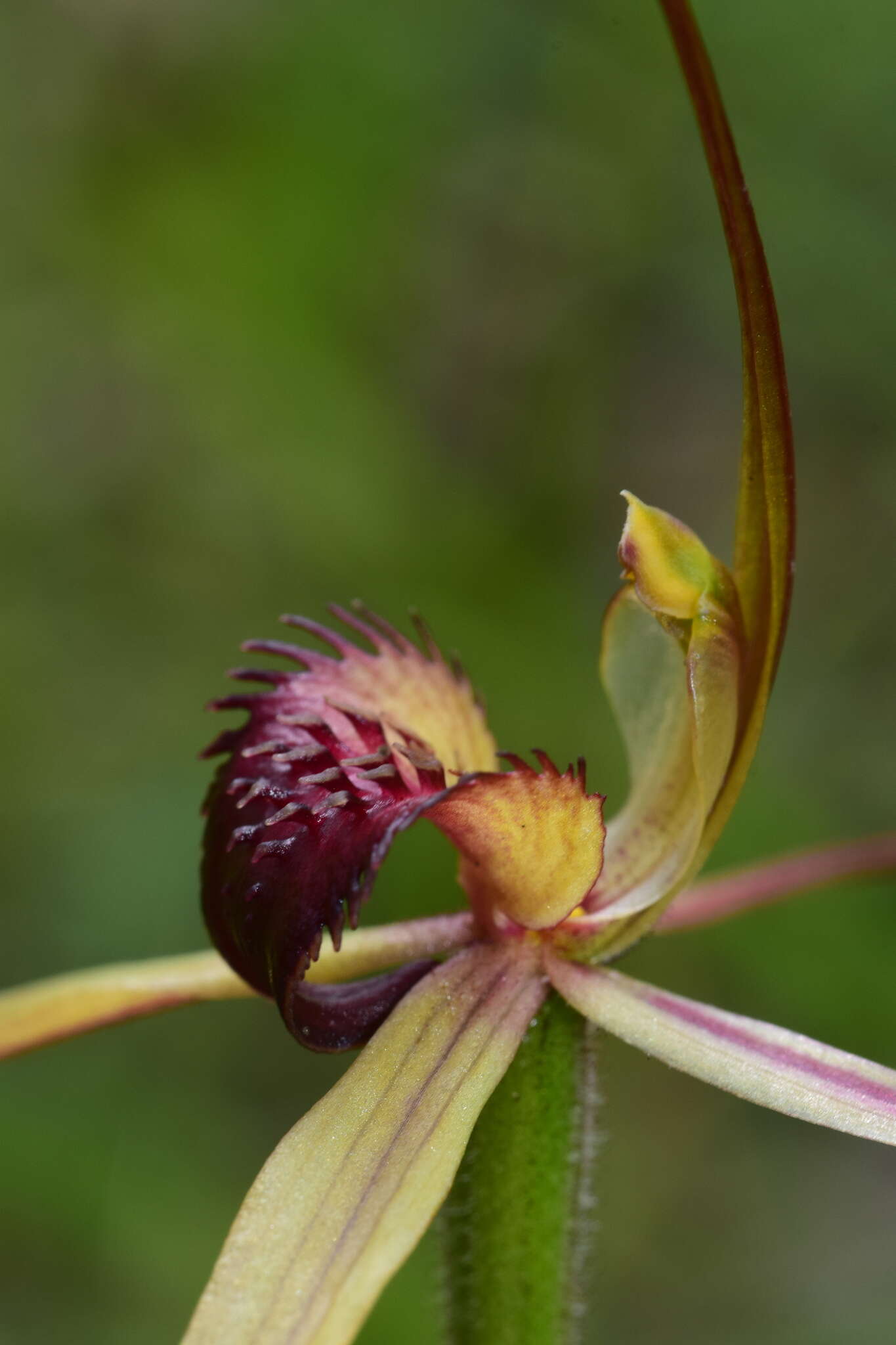 Caladenia montana G. W. Carr的圖片