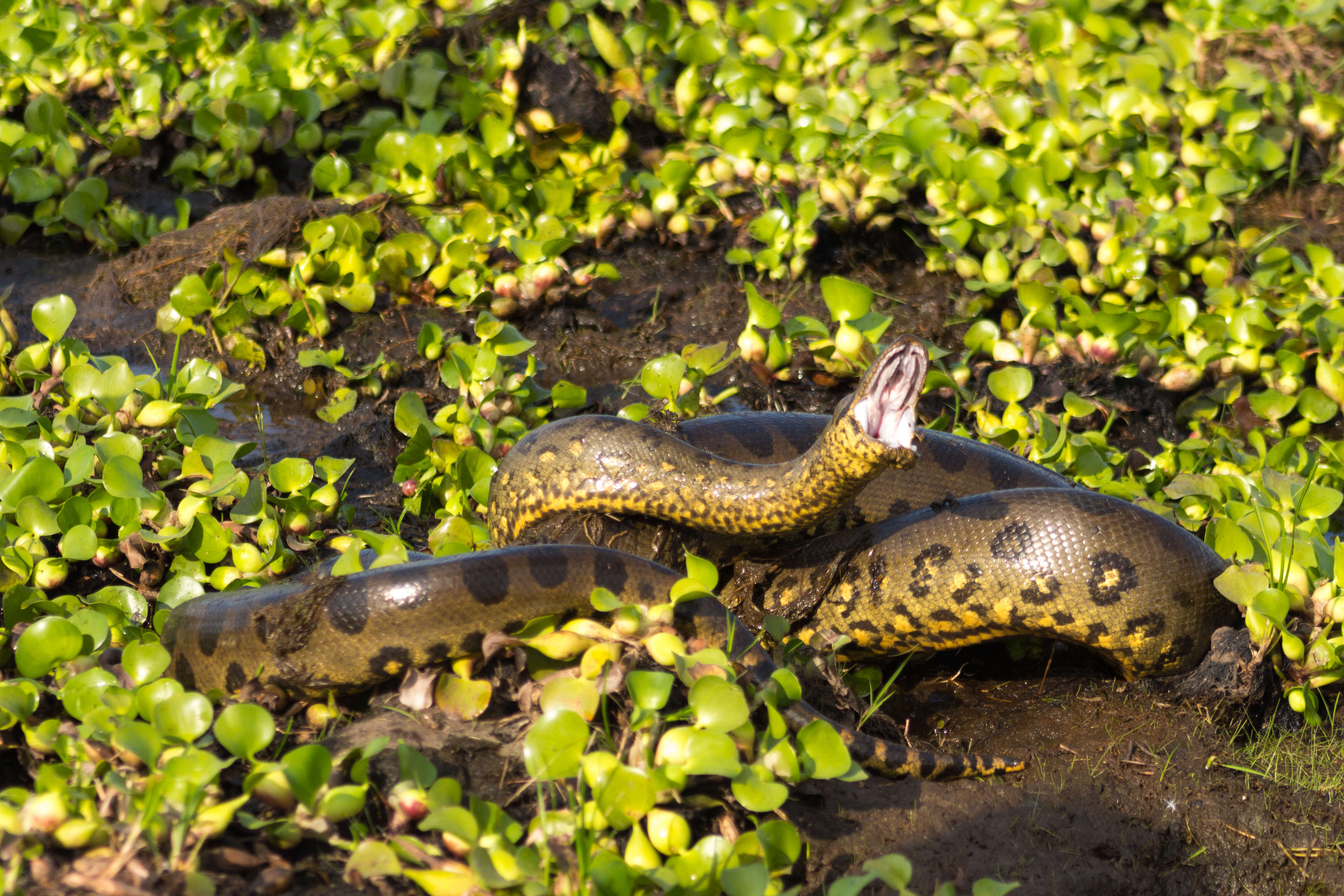 Image of Green anaconda