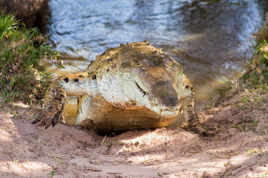 Image of Orinoco Crocodile