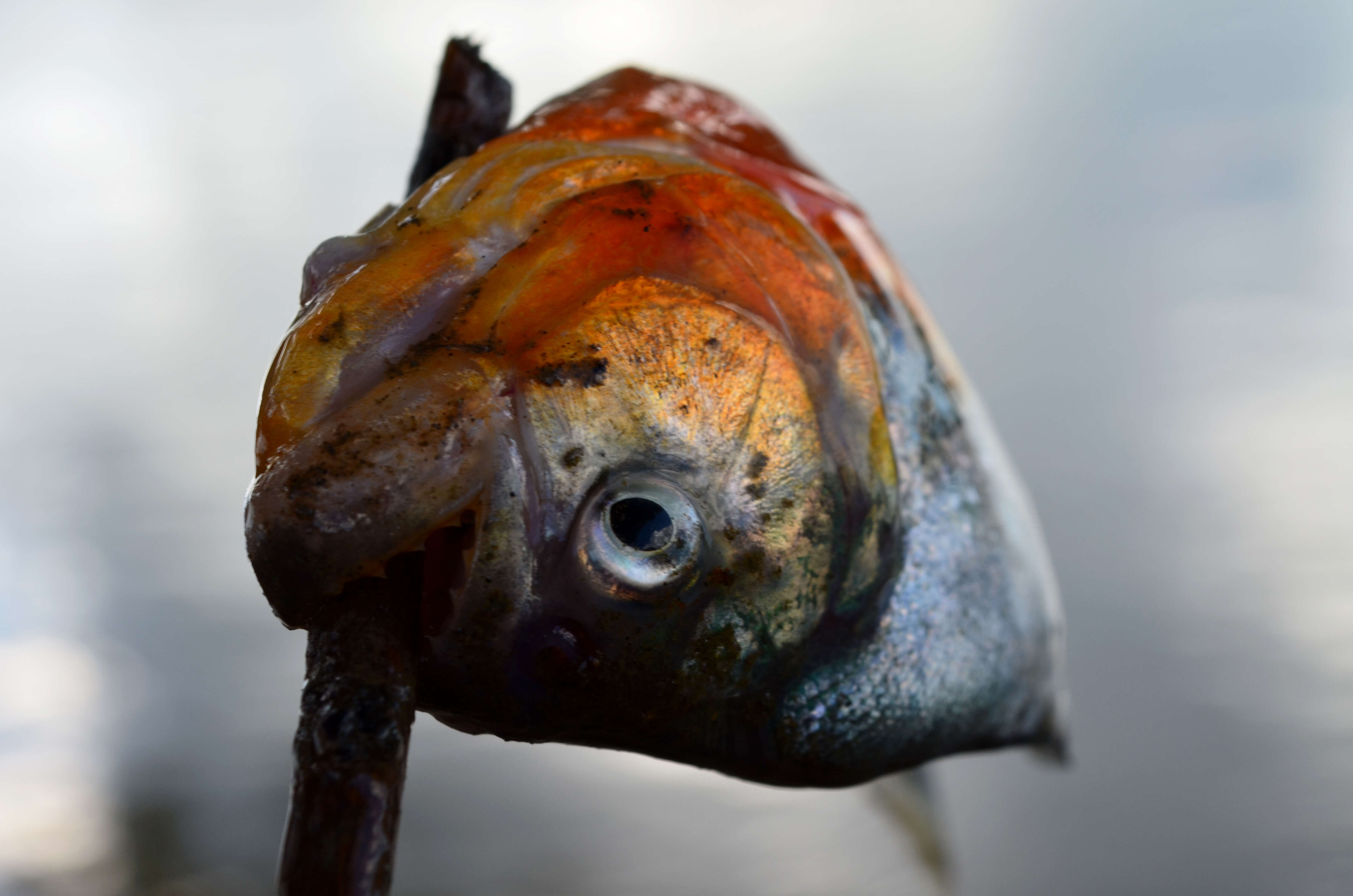 Image of Red-bellied piranha