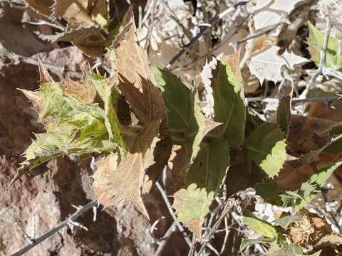 Image of hollyleaf bur ragweed