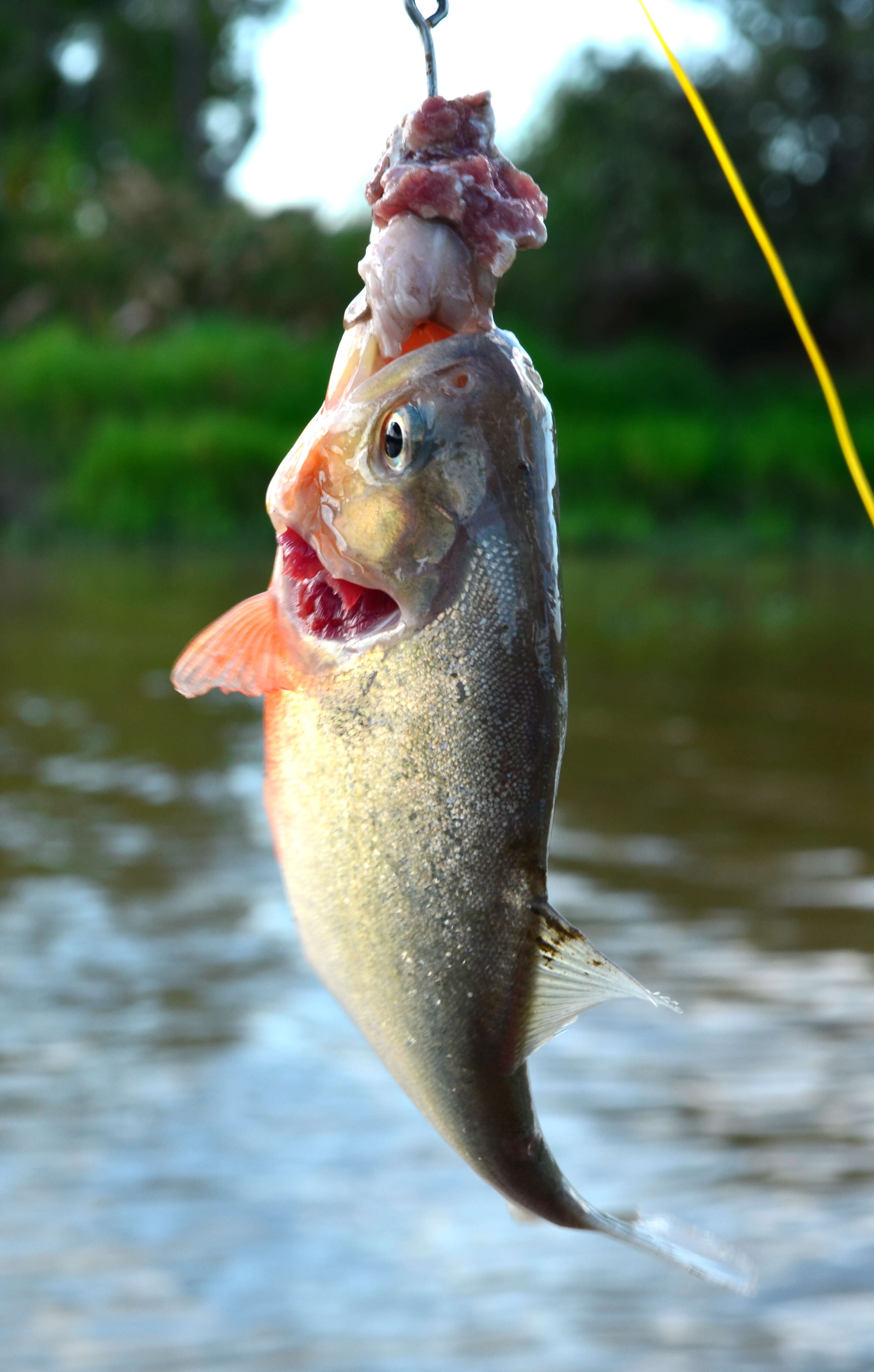 Image of Red-bellied piranha