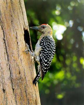 Image of Red-crowned Woodpecker